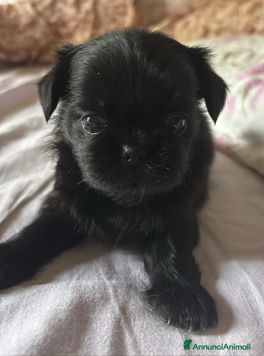 Chihuahua cani in vendita: CUCCIOLI CHIHUAHUA - Annuncio 8