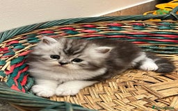Persiano gatti in vendita: Gattini persiano bicolore a Città metropolitana di Messina - Immagine 12