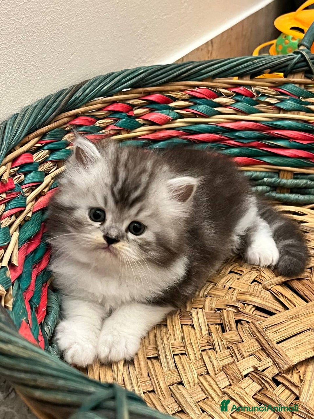 Persiano gatti in vendita: Gattini persiano bicolore a Città metropolitana di Messina - Immagine 12