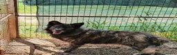 Meticcio cani in regalo: Markus bellissimo mix pastore belga a Città metropolitana di Milano - Annuncio 4