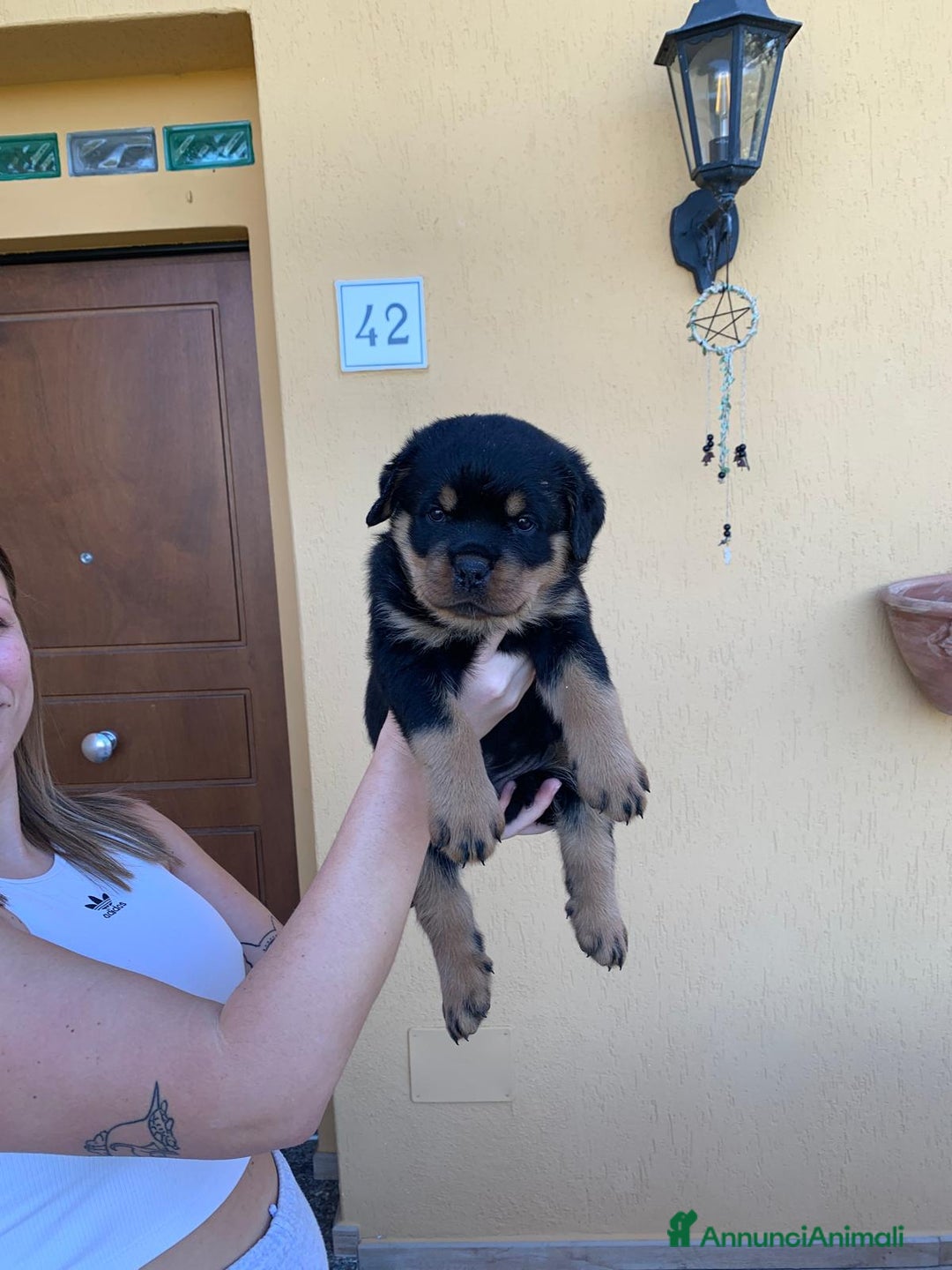 Rottweiler cani in vendita: Cuccioli rottweiller alta genealogia  - Annuncio 10