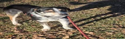 Meticcio cani in regalo: AMELIE - Annuncio 3
