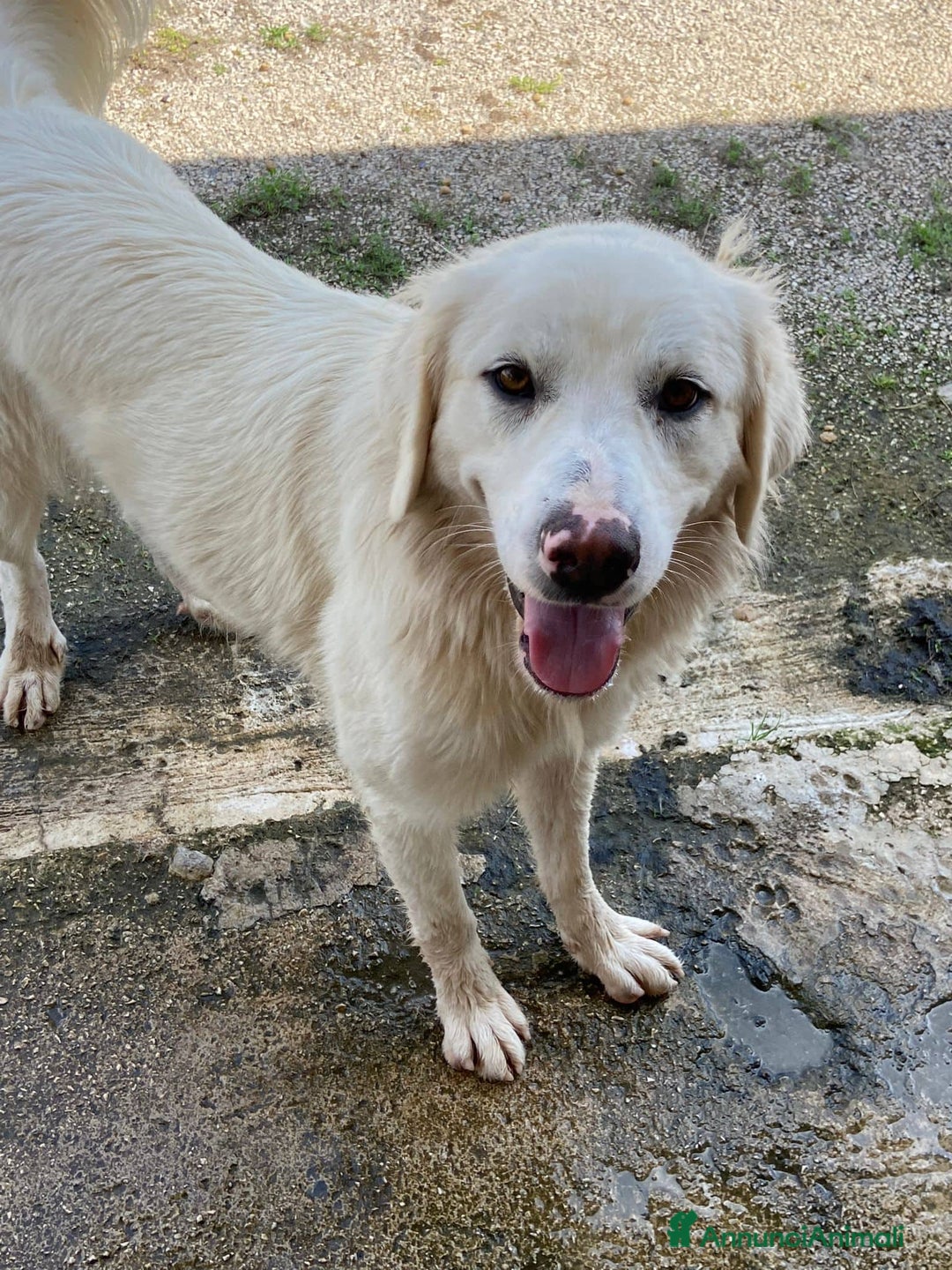 Meticcio cani in regalo: MEREDITH, cucciolona infinitamente dolce - Annuncio 1