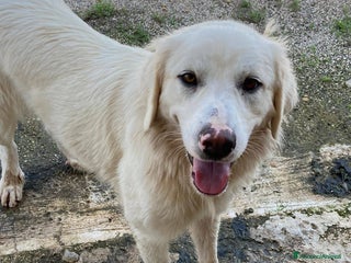 Meticcio cani MEREDITH, cucciolona infinitamente dolce - Annuncio 26