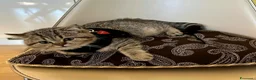 British gatti in vendita: British shorthair e longhair  - Annuncio 9