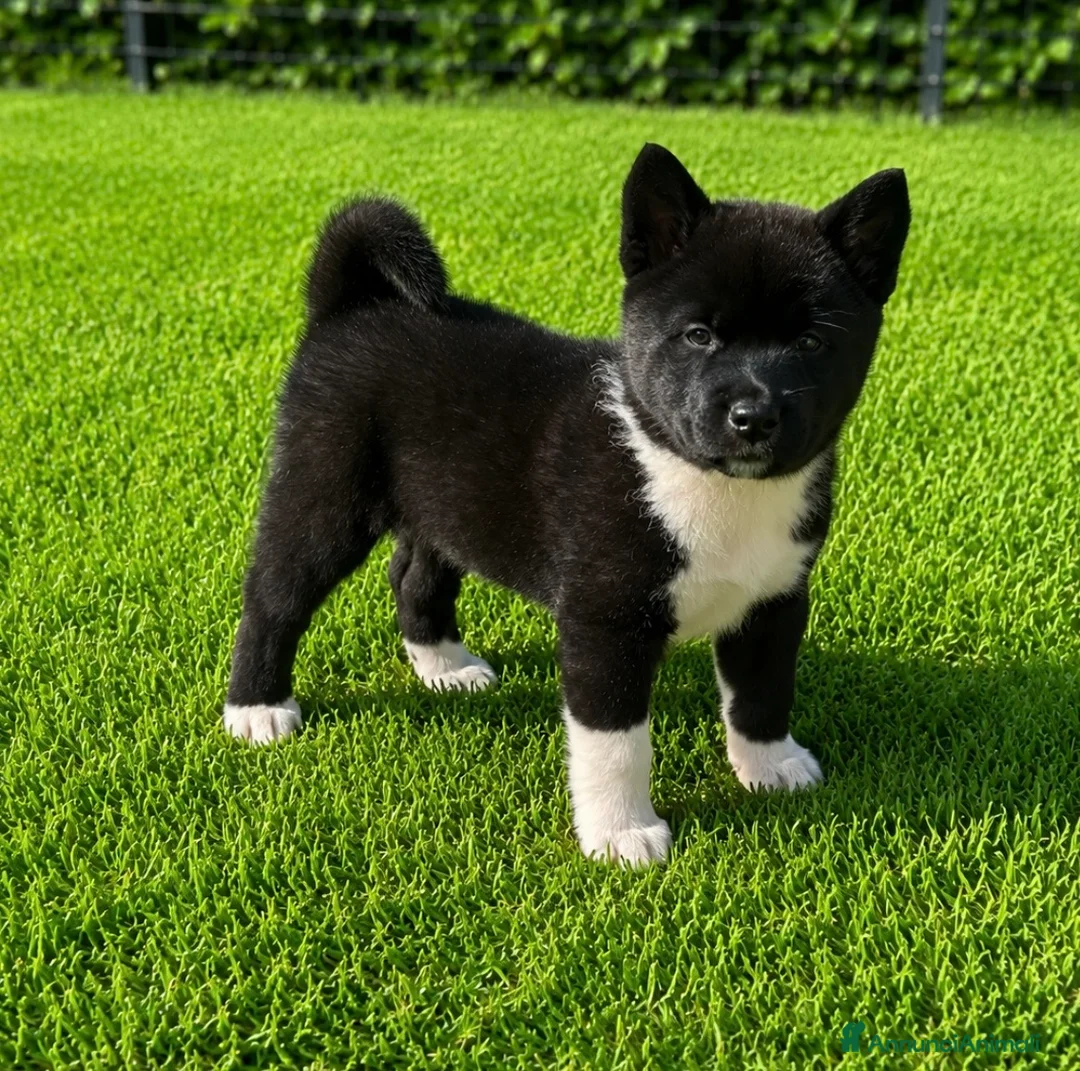 Akita Americano cani in vendita: Cuccioli di akita - Annuncio 1