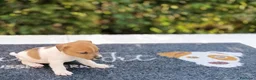 Jack Russell cani in vendita: Cuccioli di Jack Russell  - Annuncio 5
