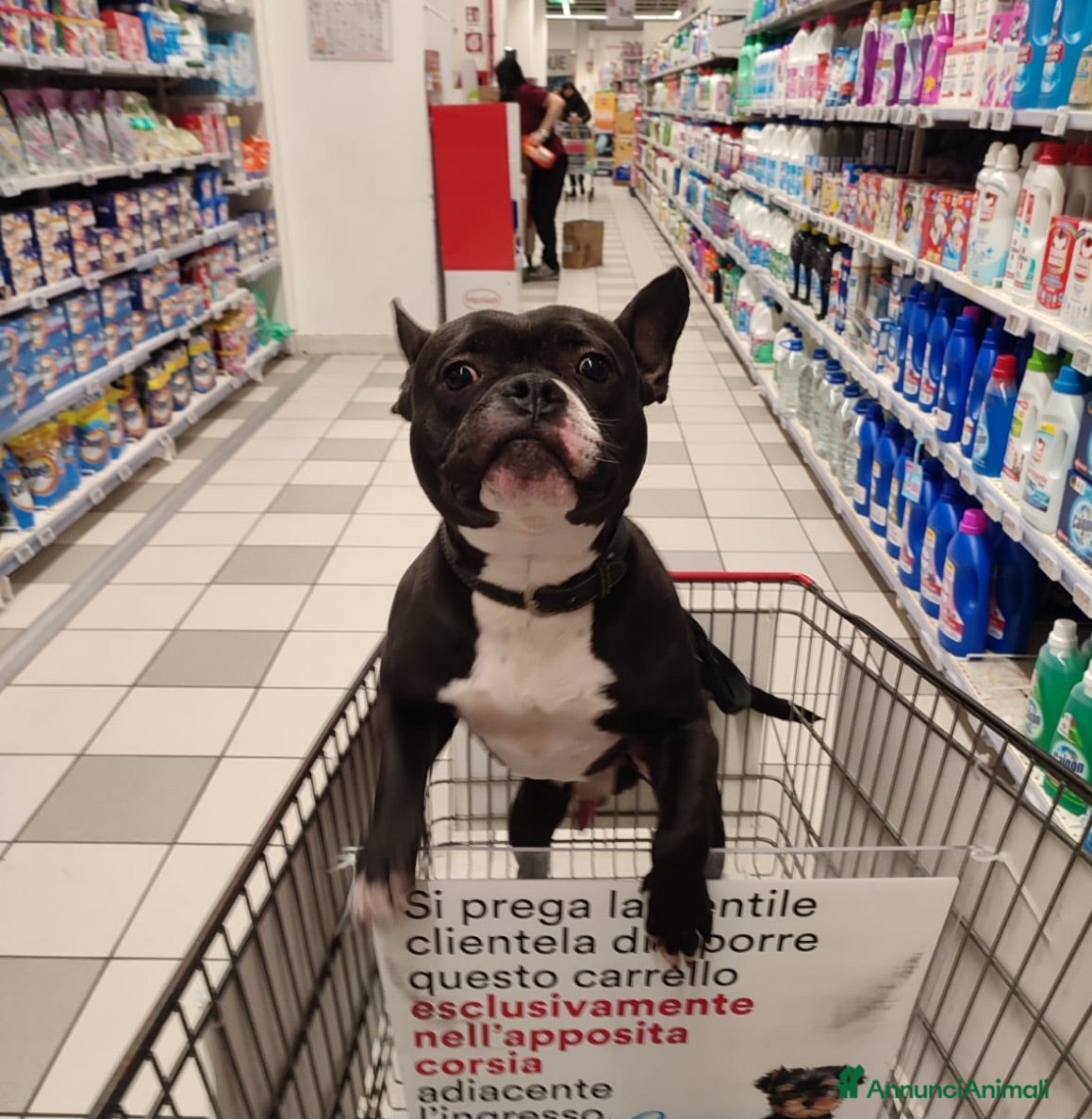 Pitbull cani Cercasi Fidanzata per Monta - Annuncio 5