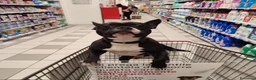 Pitbull cani per accoppiamento: Cercasi Fidanzata per Monta a Città Metropolitana di Torino - Annuncio 1