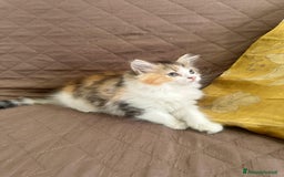 Persiano gatti in vendita: Gattine persiane normotipo  a Provincia di Reggio Emilia - Immagine 31