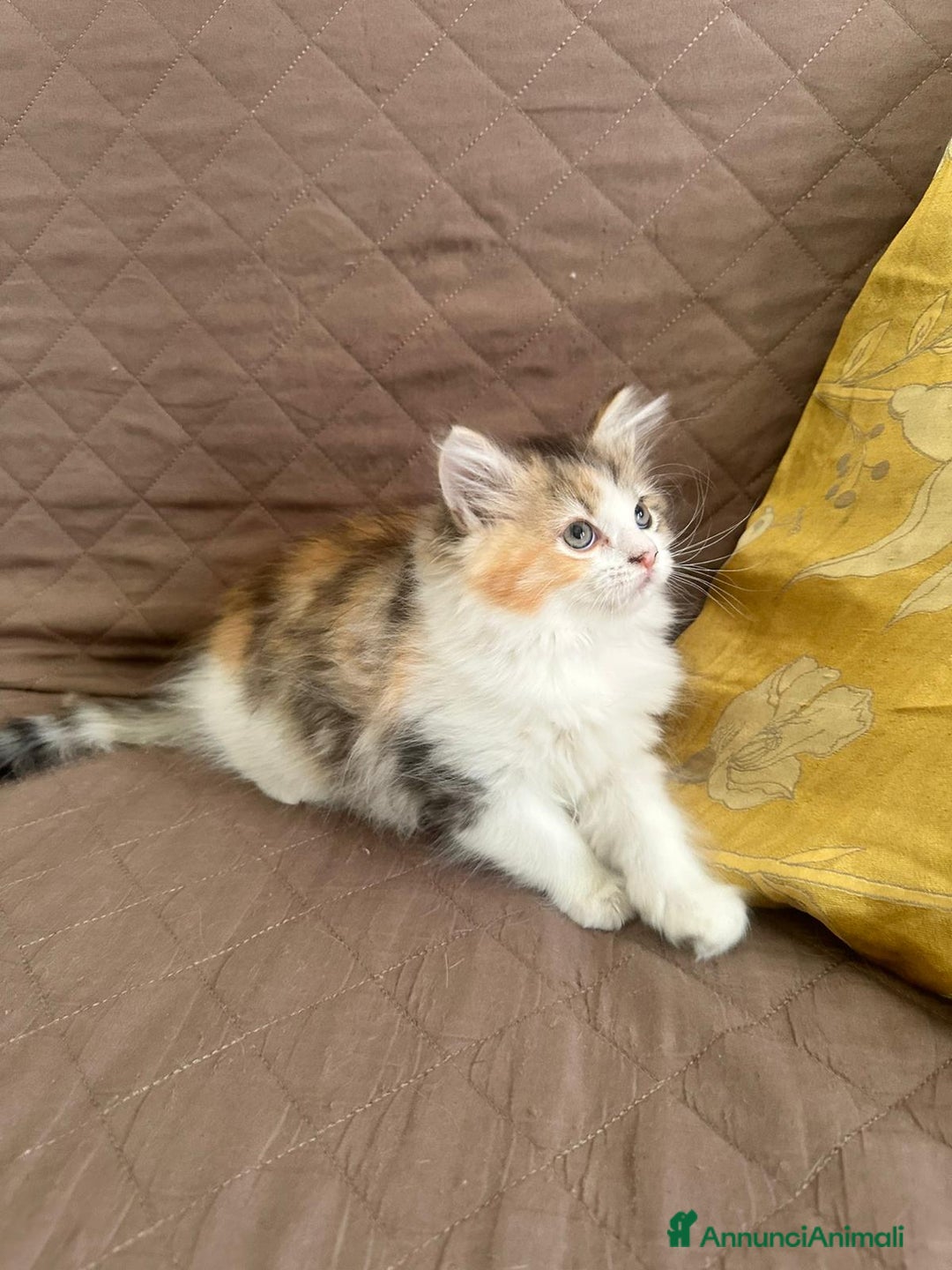 Persiano gatti in vendita: Gattine persiane normotipo  a Provincia di Reggio Emilia - Immagine 31