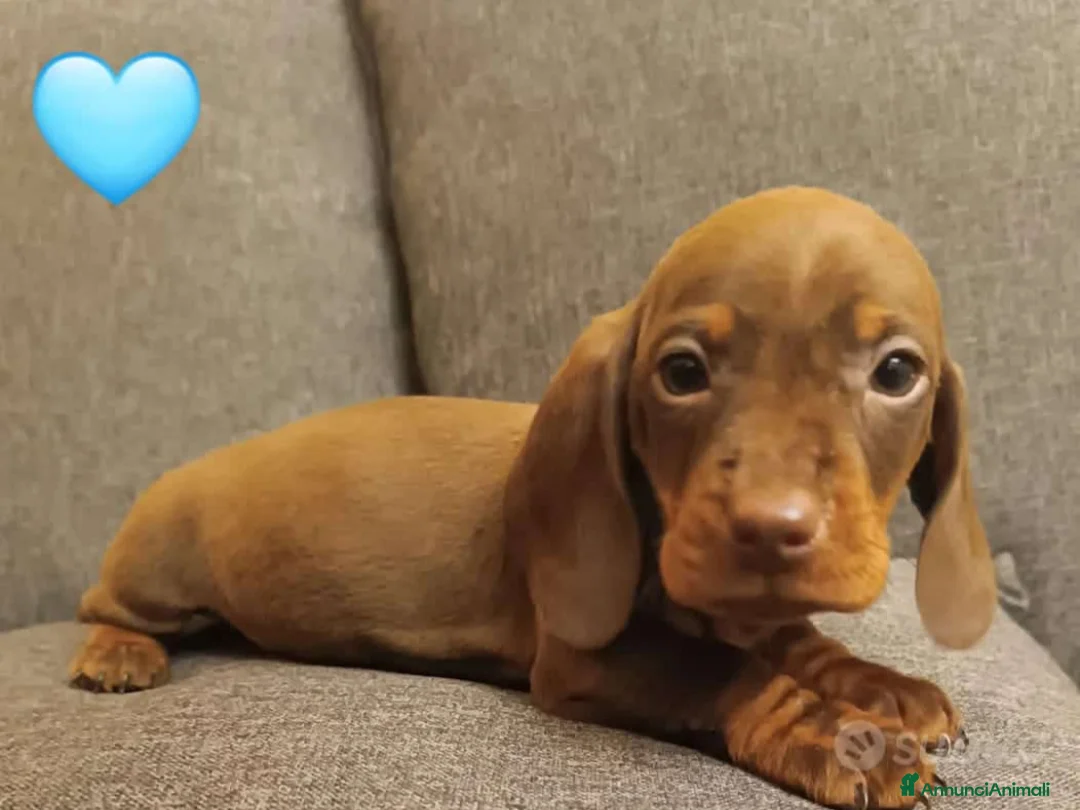 Bassotto cani in vendita: Cuccioli bassotto disponibili.  - Annuncio 9