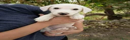 Meticcio cani in regalo: Cucciolo di taglia media  - Annuncio 2