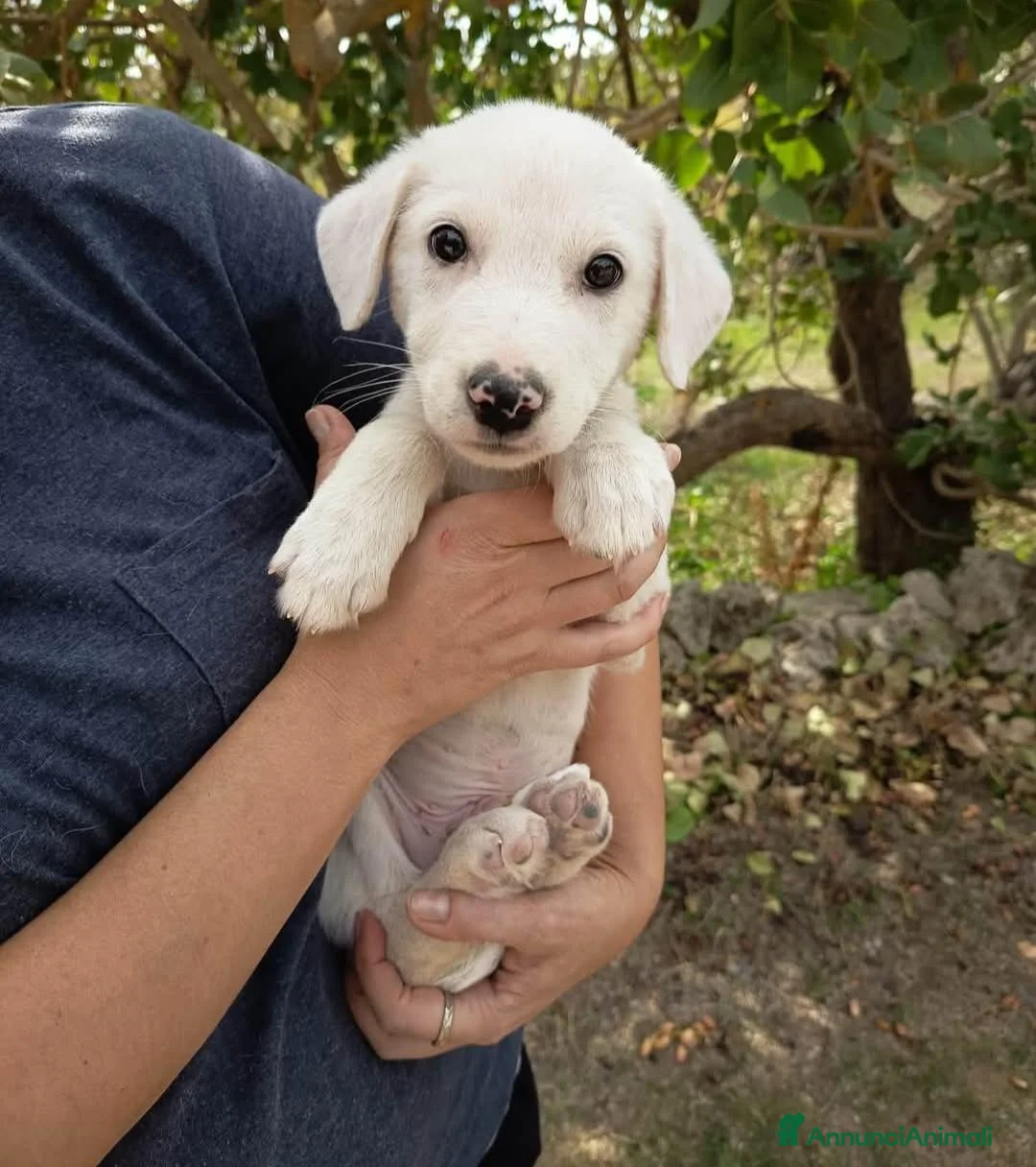 Meticcio cani in regalo: Cucciolo di taglia media  - Annuncio 2