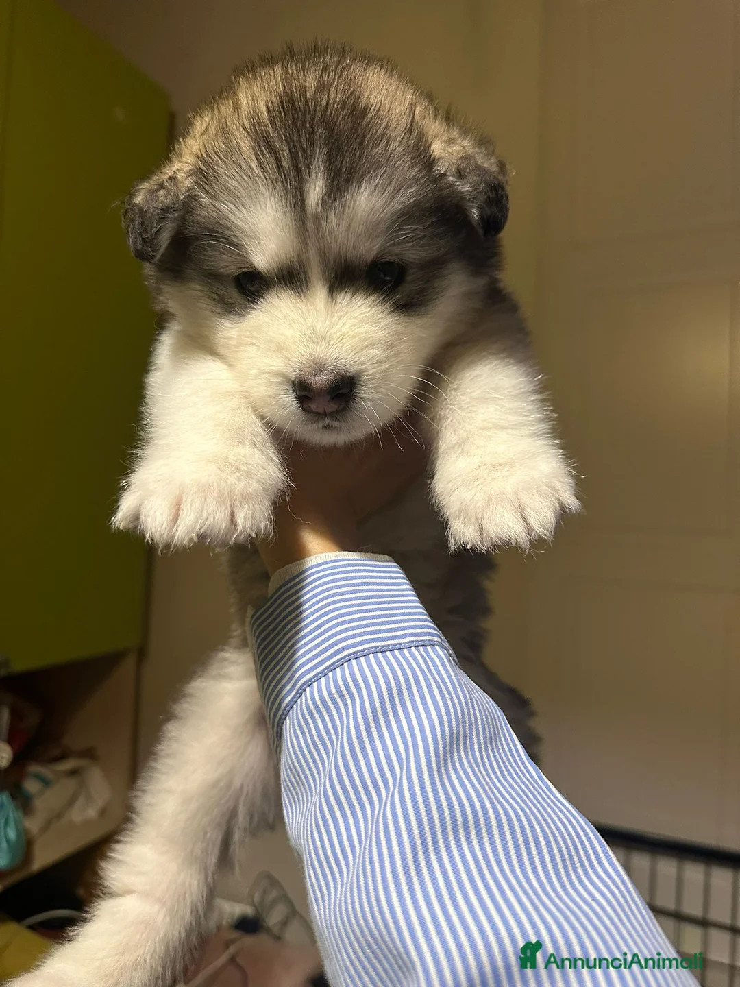 Alaskan Malamute cani in vendita: Cuccioli di Alaskan Malamute Alta genealogia  a Provincia di Mantova - Annuncio 6