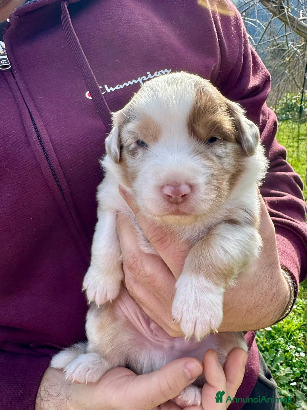 Australian Shepherd cani in vendita: Vendesi Cuccioli di Pastore Australiano  RED MERLE - Annuncio 10