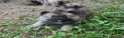 Wolfspitz cani in vendita: Cuccioli Wolfspitz - Annuncio 7