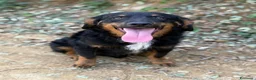 Meticcio cani in regalo: ZAYN, il cucciolo più affettuoso della terra! - Annuncio 1