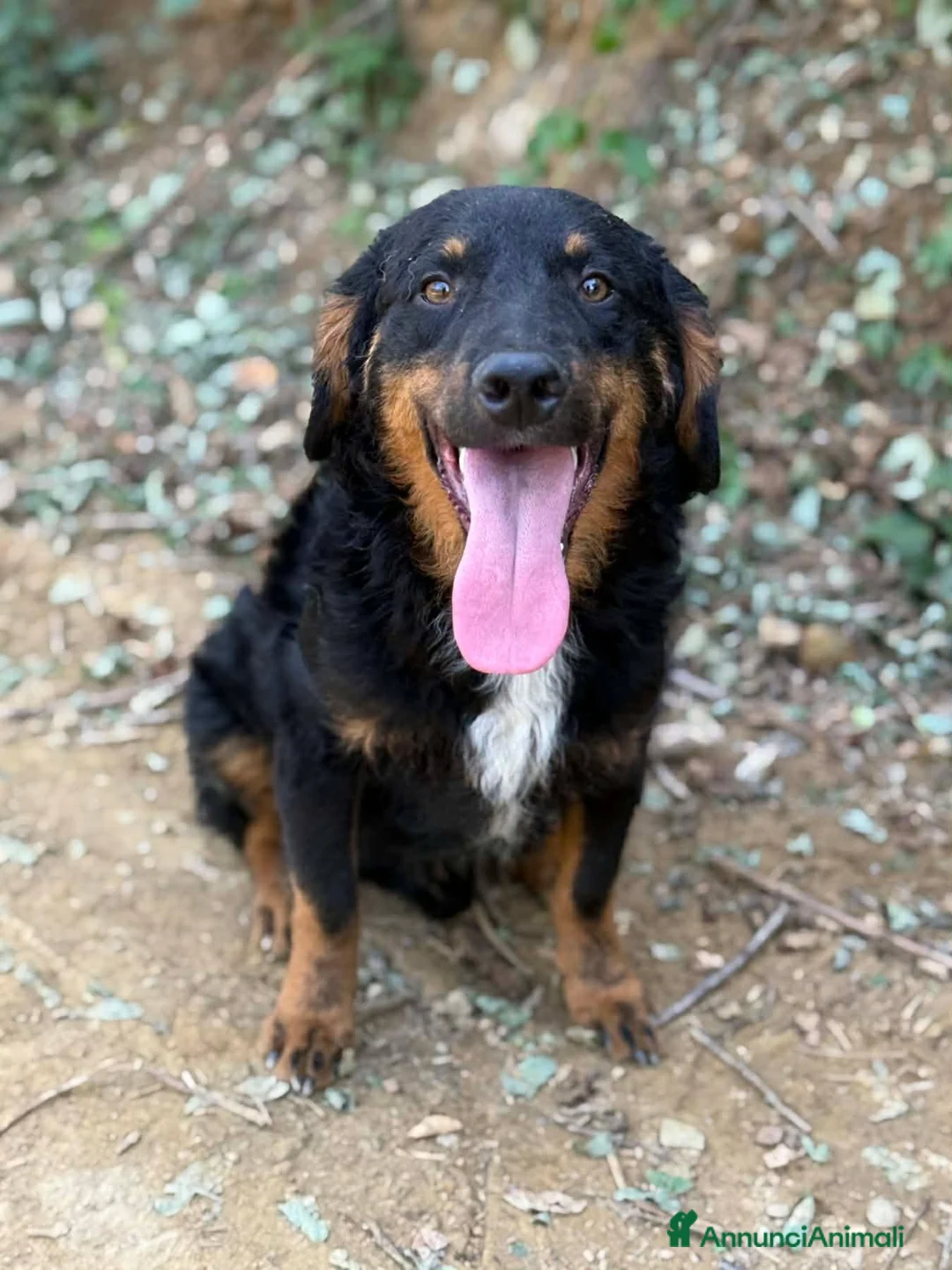 Meticcio cani in regalo: ZAYN, il cucciolo più affettuoso della terra! - Annuncio 1