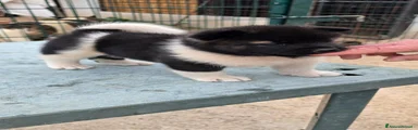Akita Americano 4