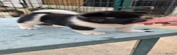 Akita Americano cani in vendita: Cuccioli Akita Americano  - Annuncio 32