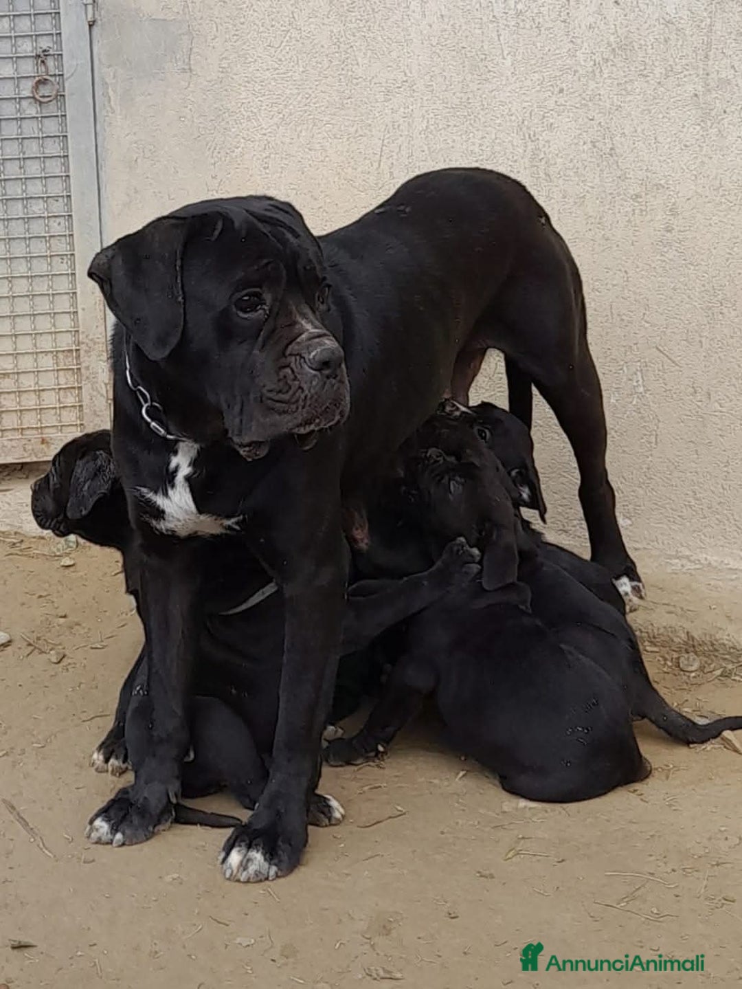 Cane Corso cani in vendita: spettacolari cuccioli di cane Corso  - Annuncio 19