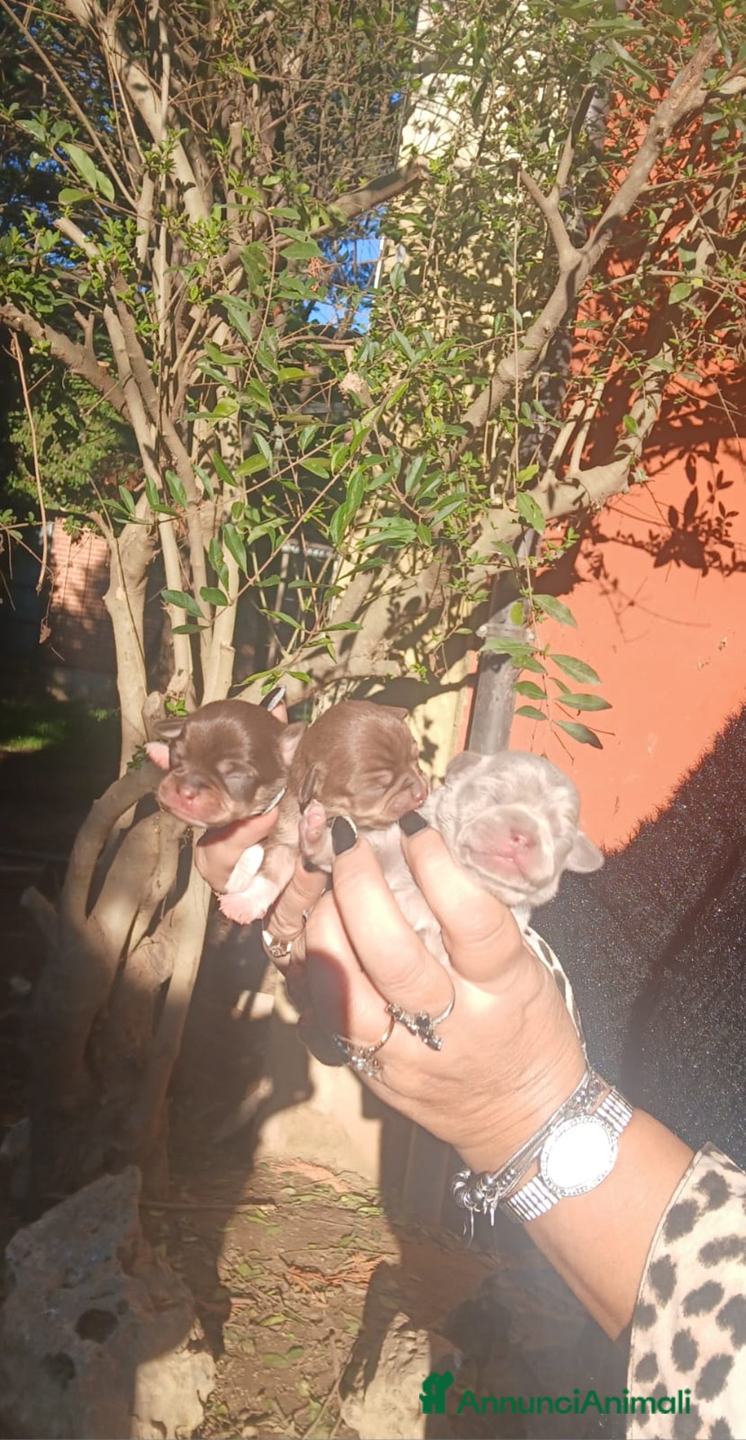 Chihuahua cani in vendita: Cuccioli chiuhauha toy puri  - Annuncio 6