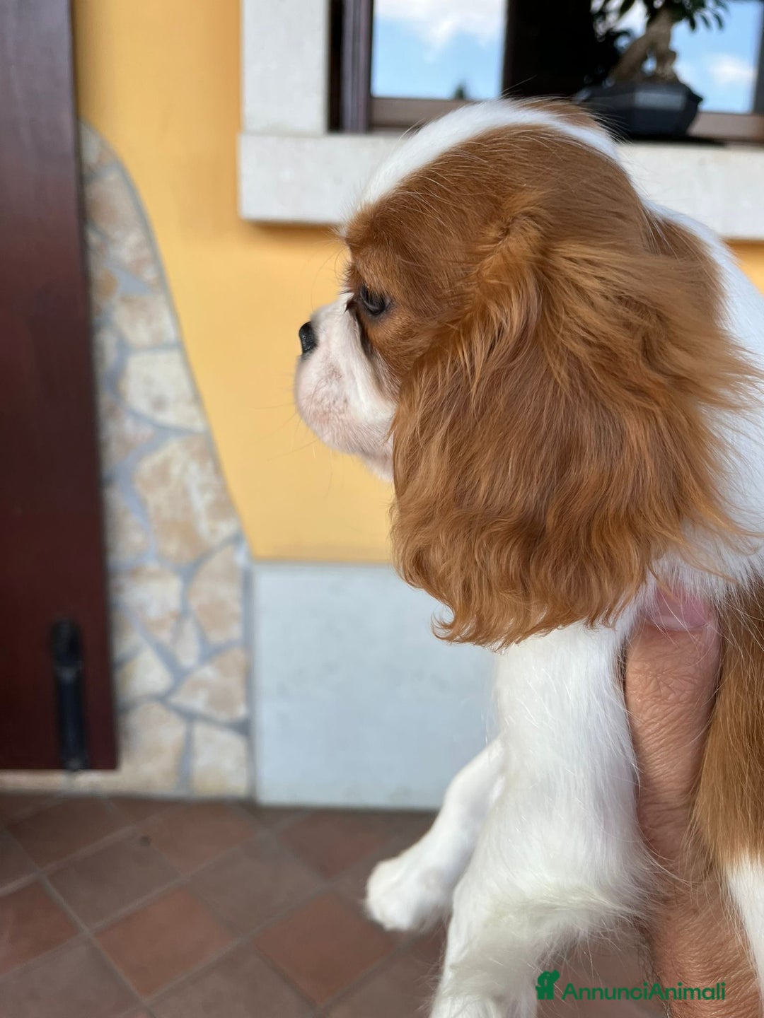 Cavalier King cani in vendita: Cuccioli di Cavalier King  altamente selezionati  a Province of Vicenza - Annuncio 4