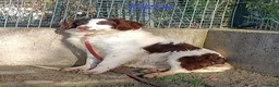Meticcio cani in regalo: FOX un timidino tg mediopicc. a Provincia di Livorno - Annuncio 3