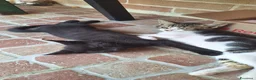 Meticcio gatti in regalo: Regalo gattino e gattina a Provincia di Fermo - Annuncio 5