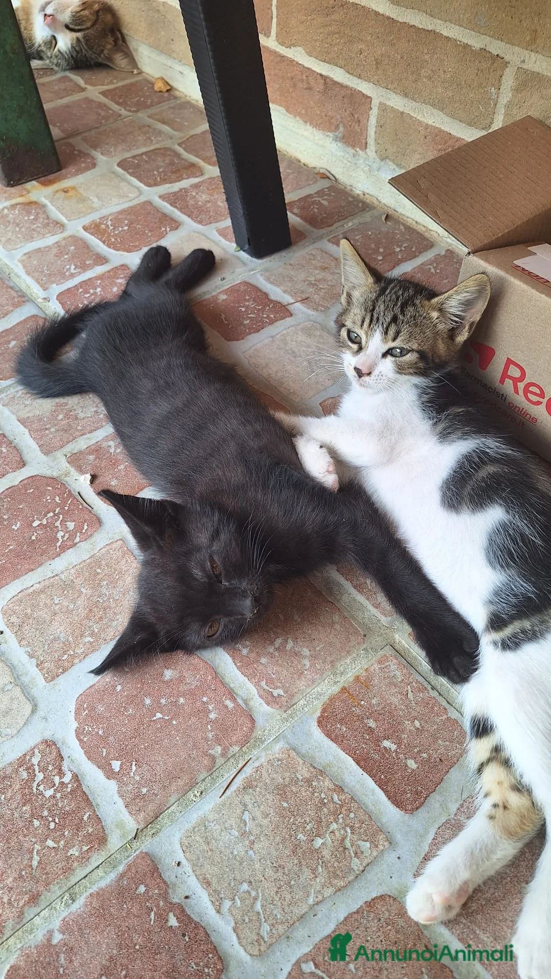 Meticcio gatti in regalo: Regalo gattino e gattina a Provincia di Fermo - Annuncio 5