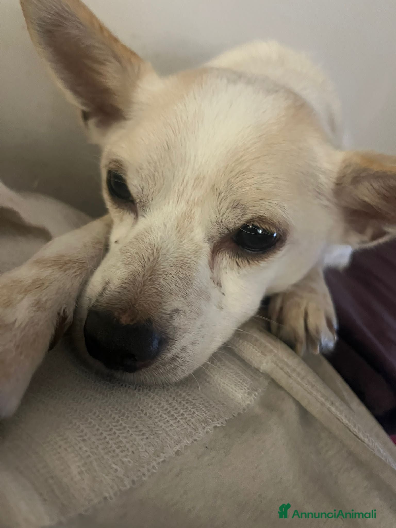 Chihuahua cani BUDINO, CHIHUAHUA DI 3 ANNI CERCA CASA  - Annuncio 1