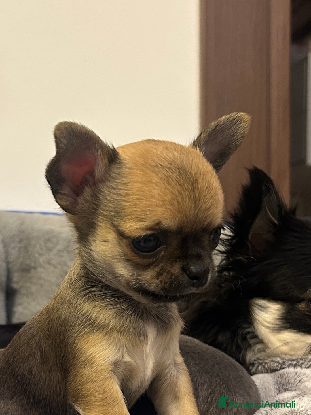 Chihuahua cani in vendita: Chihuahua cucciolo  - Annuncio 2