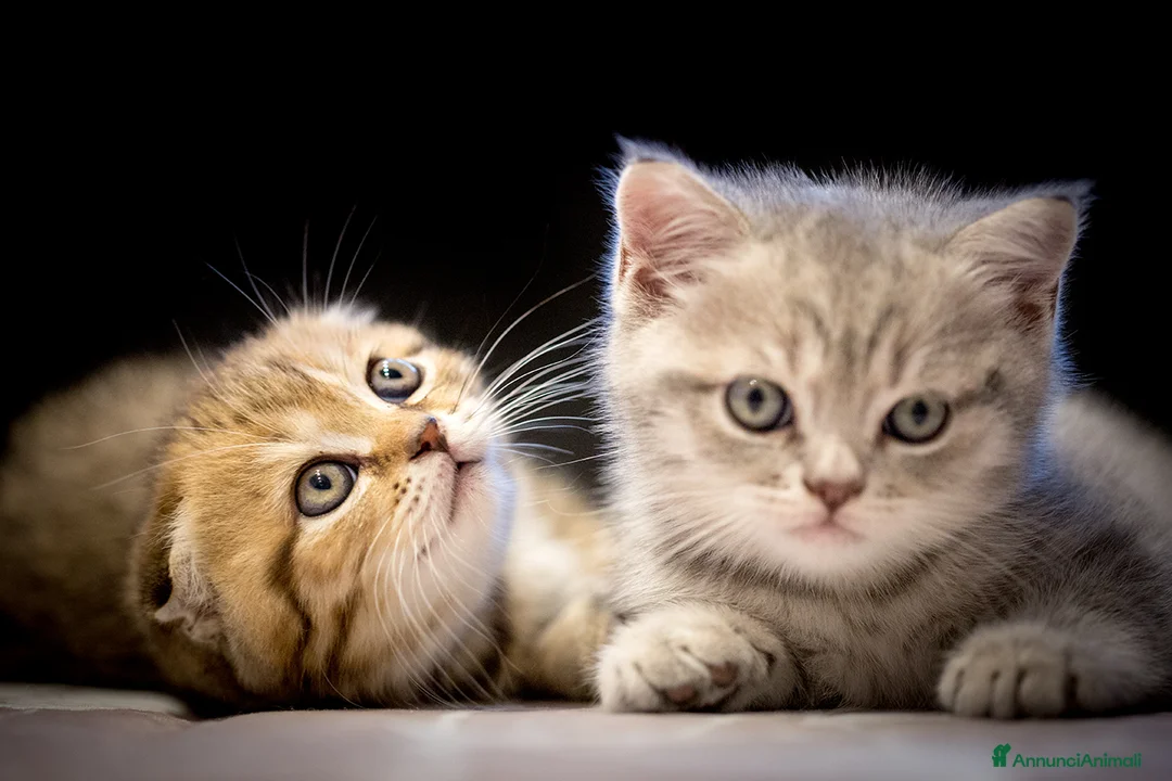 Immagine della galleria {{count}}