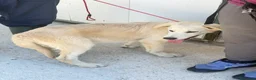 Meticcio cani in regalo: Cucciolo simil golden  a Provincia di Brescia - Annuncio 2