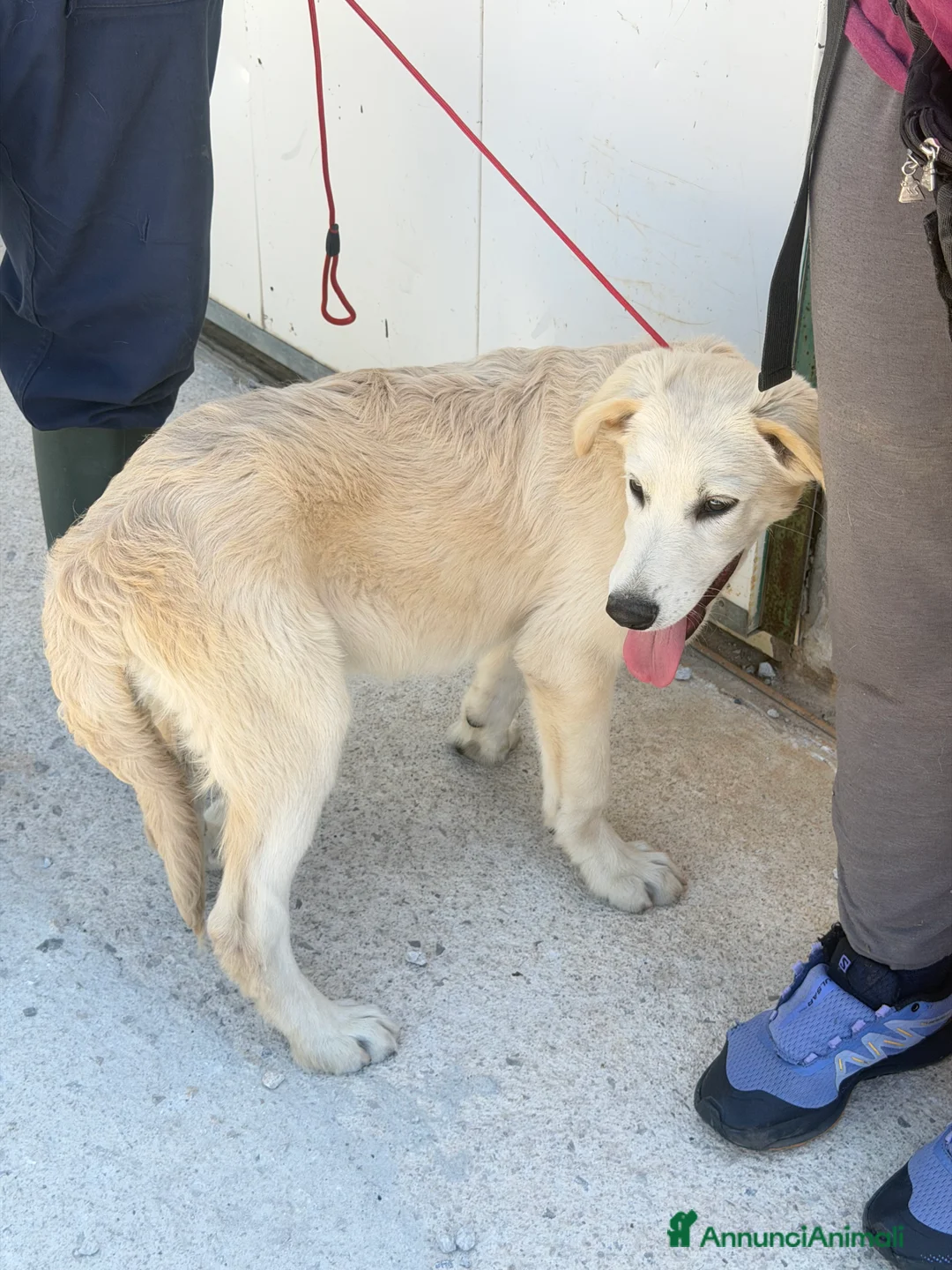 Meticcio cani in regalo: Cucciolo simil golden  a Provincia di Brescia - Annuncio 2