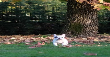 Bulldog Francese cani - Annuncio 9