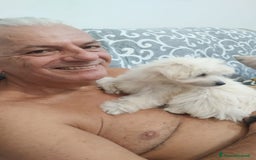 Maltese cani in vendita: Maltese toy maschio a Province of Prato - Immagine 4