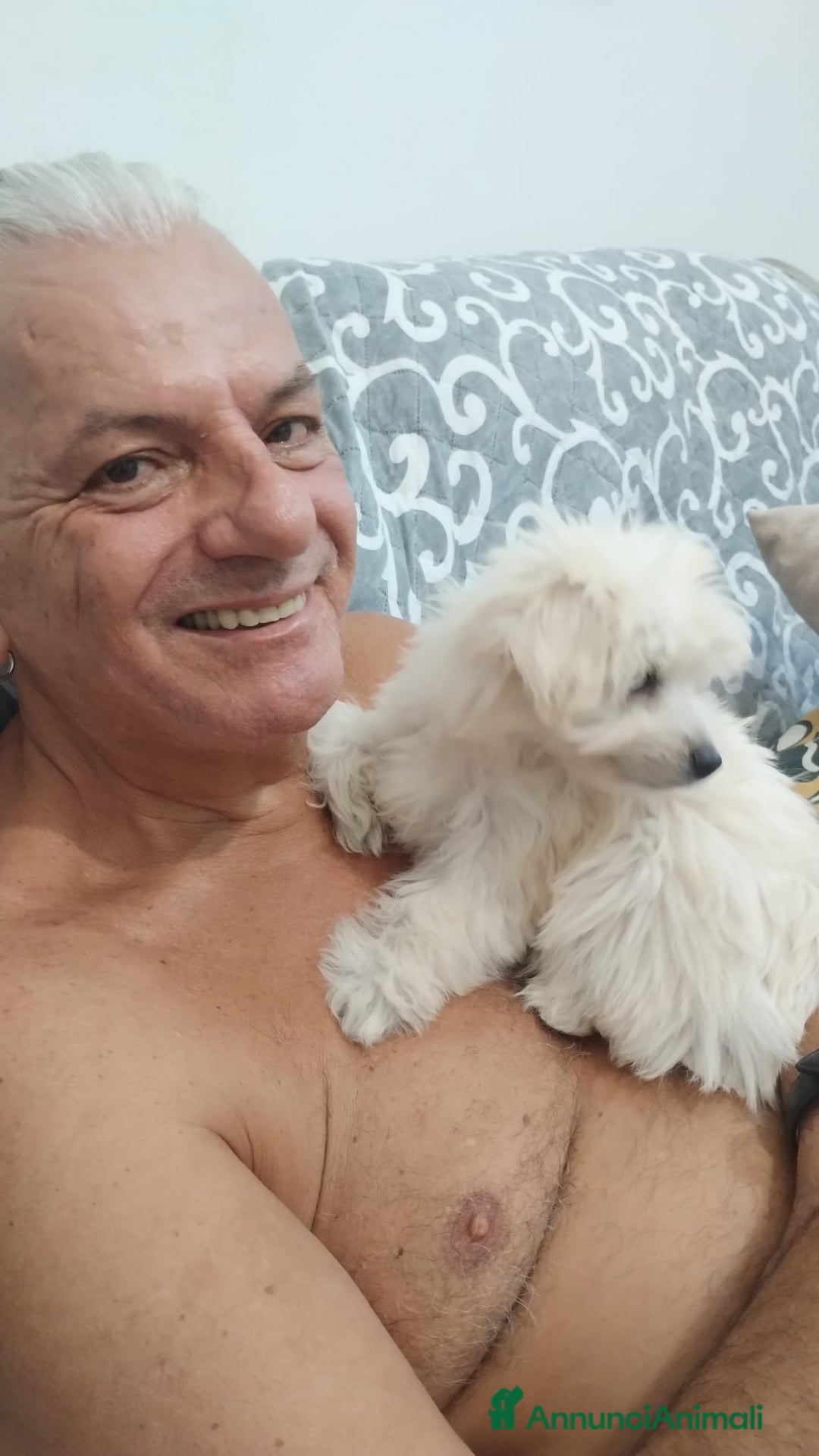 Maltese cani in vendita: Maltese toy maschio a Province of Prato - Immagine 4