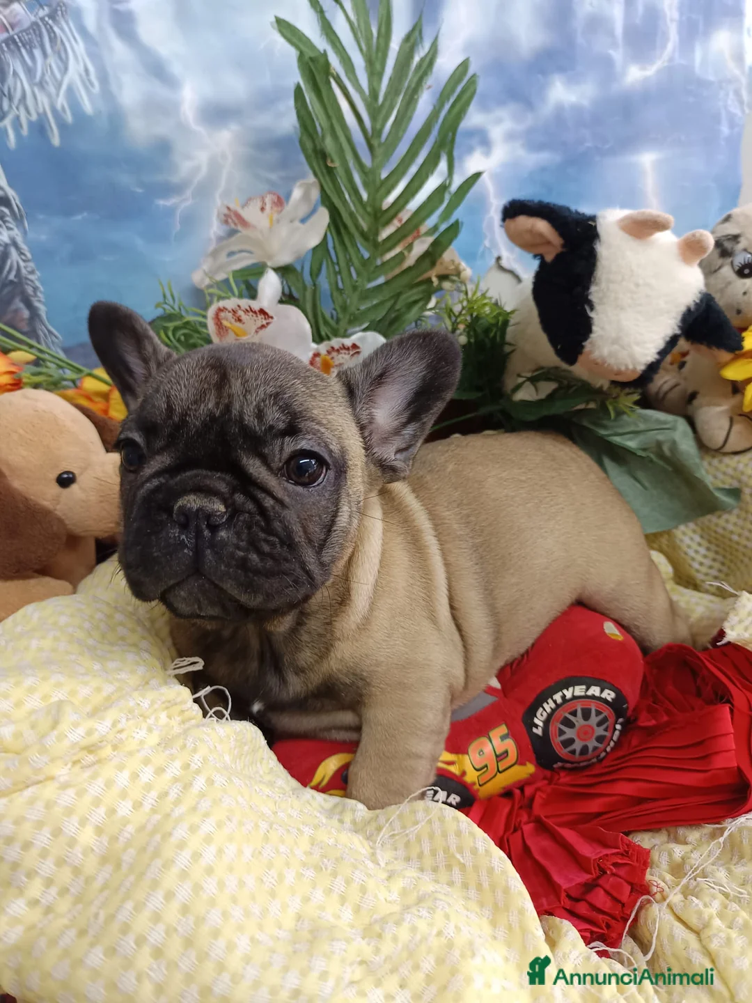 Bulldog Francese cani in vendita: Due Femmine Buldog Francese Pedigree Enci  - Annuncio 4