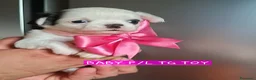 Chihuahua cani in vendita: Chihuahua pelo lungo  - Annuncio 2