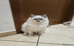 Ragdoll gatti in vendita: Ragdoll blu mitted a Provincia di Brescia - Immagine 10