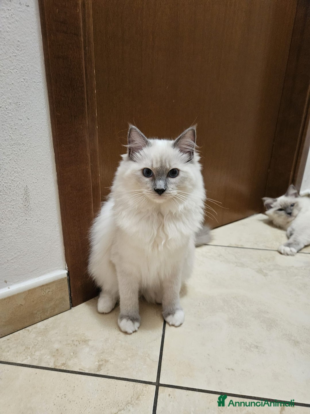 Ragdoll gatti in vendita: Ragdoll blu mitted a Provincia di Brescia - Immagine 10