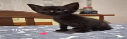 Europeo gatti in regalo: Coppia di gattini fratellini maschio e femmina  - Annuncio 1