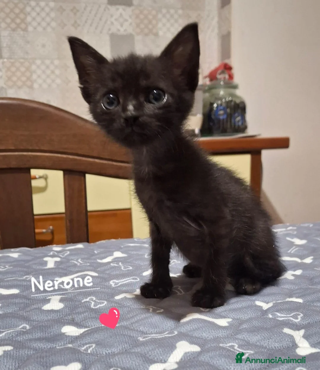 Europeo gatti in regalo: Coppia di gattini fratellini maschio e femmina  - Annuncio 1