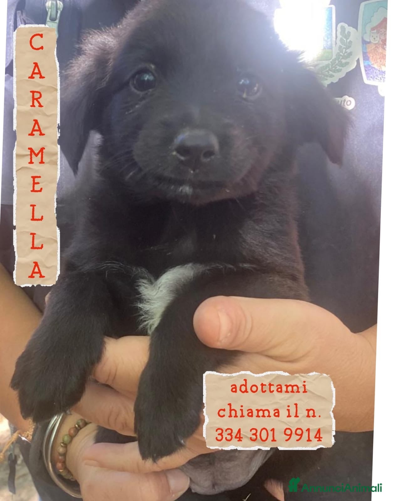 Meticcio cani     CARAMELLA 🩷 UNA CASA NON L’HA MAI AVUTA 🙏🏻 - Annuncio 25