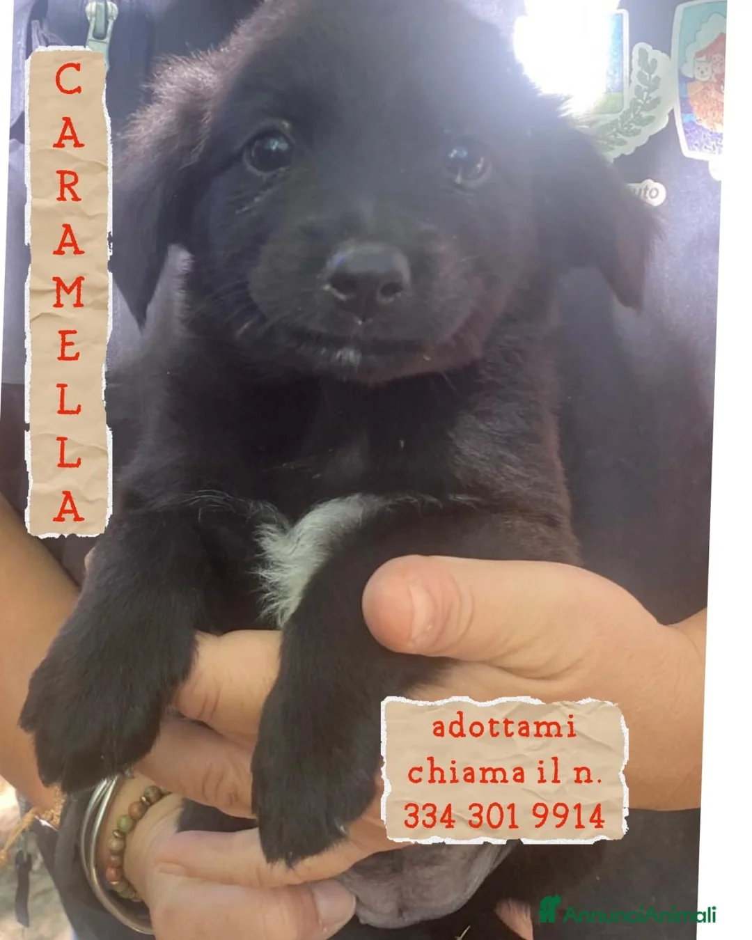 Meticcio cani in regalo:     CARAMELLA 🩷 UNA CASA NON L’HA MAI AVUTA 🙏🏻 a Provincia di Vercelli - Annuncio 1