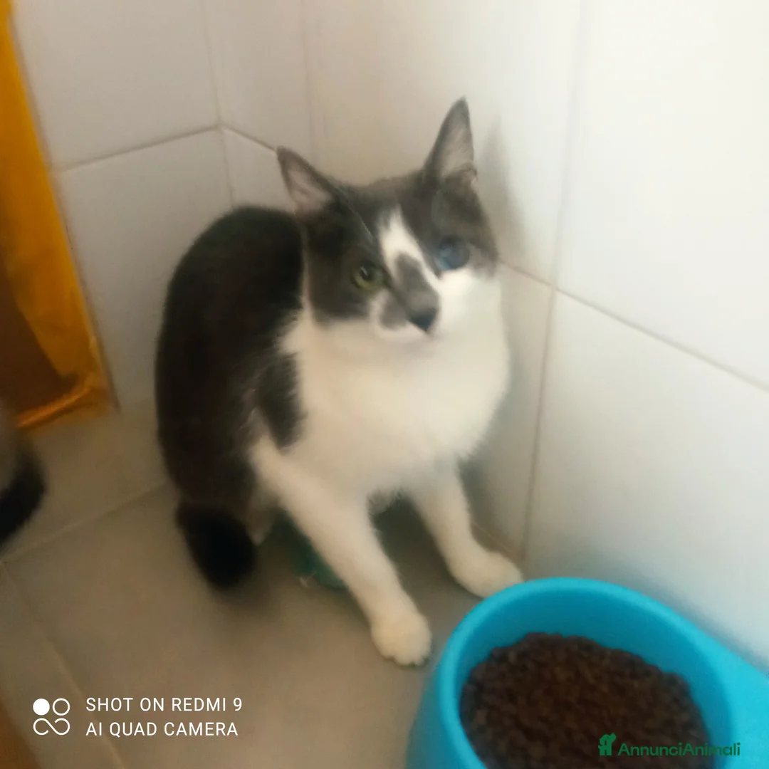 Europeo gatti in regalo: Micino di tre mesi circa casa - Annuncio 4