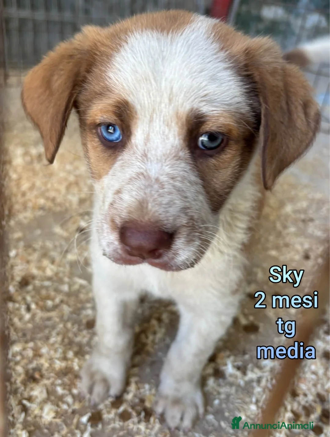 Meticcio cani in regalo: CUCCIOLI TENERISSIMI IN CERCA DI CASA a Provincia di Modena - Annuncio 1