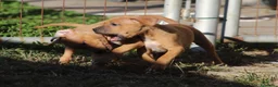 Pitbull cani in vendita: Cuccioli Pit Bull con Pedigree anche a rate - Annuncio 3
